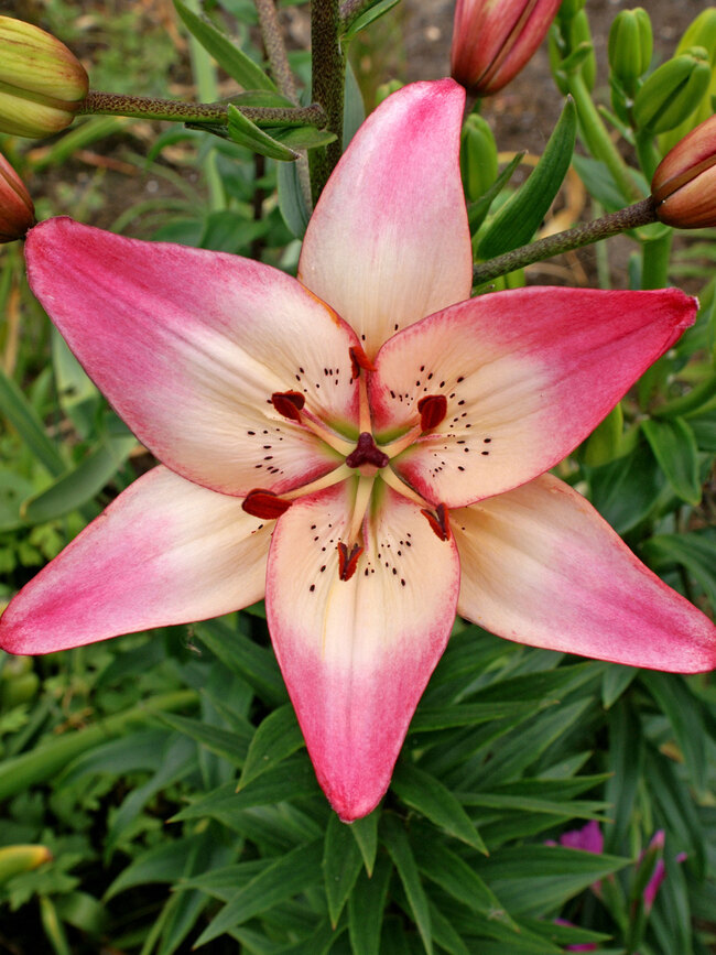 Lily Rosella's Dream - Pot