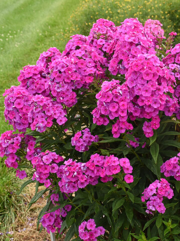 Phlox Material Girl | Bluestone Perennials