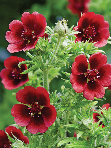 Product Viewer - Potentilla Monarch'S Velvet