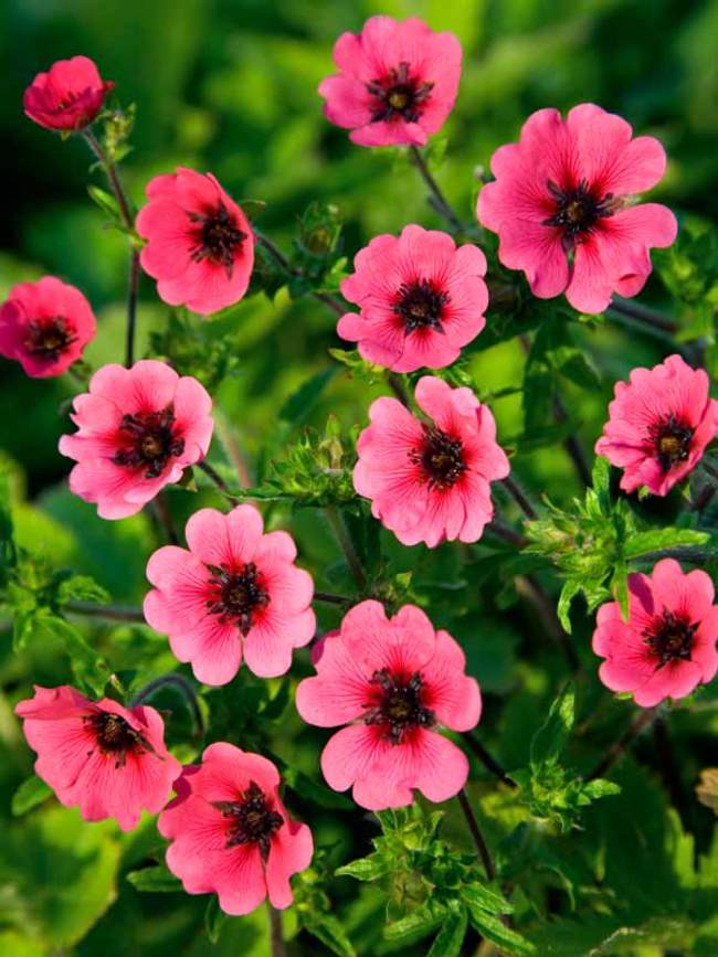 Potentilla Ron Mcbeath | Bluestone Perennials