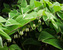 Polygonatum Variegatum