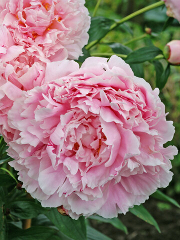 Peony Sarah Bernhardt - Pot 