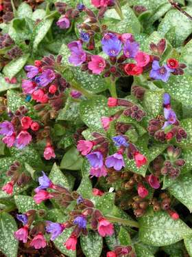 Pulmonaria Dark Vader -- Bluestone Perennials