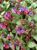 Pulmonaria Dark Vader