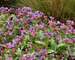 Pulmonaria Dark Vader