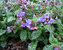 Pulmonaria Mrs.-Moon