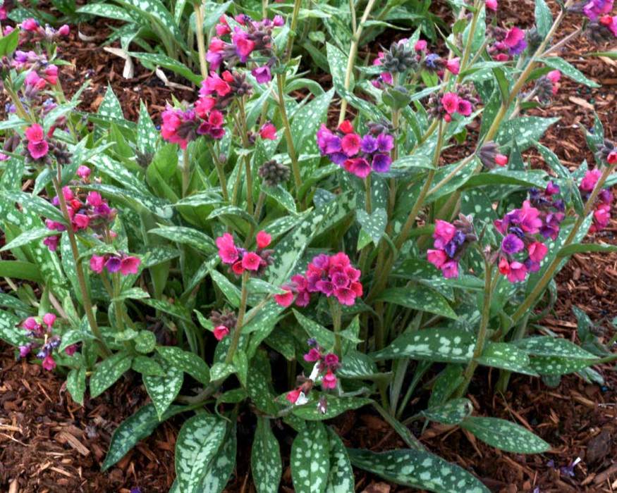 Pulmonaria Raspberry Splash Bluestone Perennials