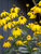 Rudbeckia Autumn Sun