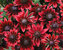 Rudbeckia Cherry Brandy