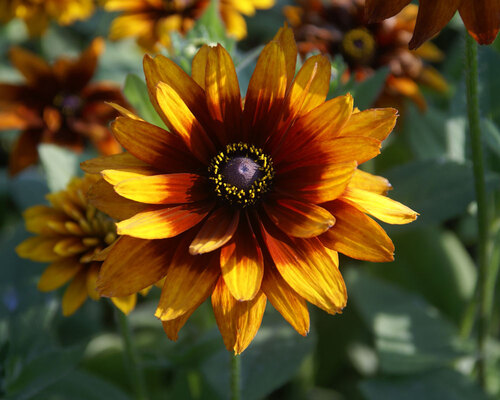 Rudbeckia Cherokee Sunset | Bluestone Perennials