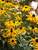 Rudbeckia Goldsturm