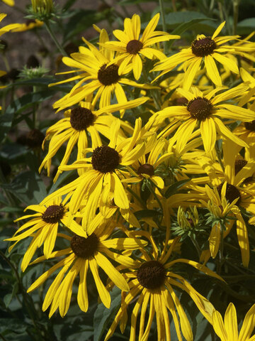 Rudbeckia Sunstream | Bluestone Perennials