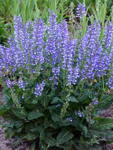 Salvia Azure Snow | Bluestone Perennials