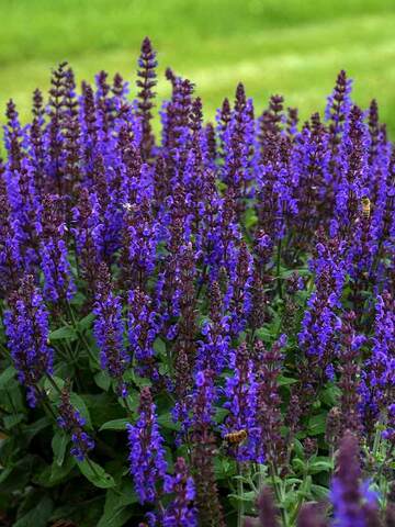 Salvia Bumbleblue | Bluestone Perennials