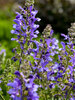 Salvia Big Sky