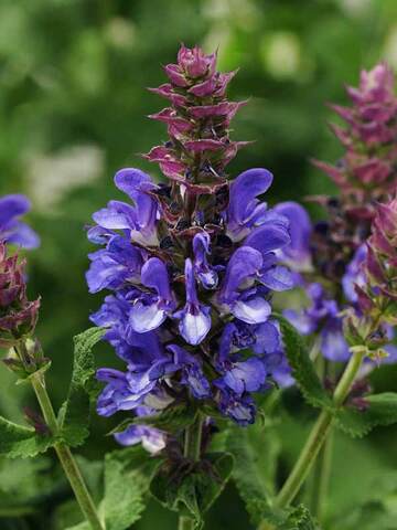 Salvia Blue Marvel | Bluestone Perennials