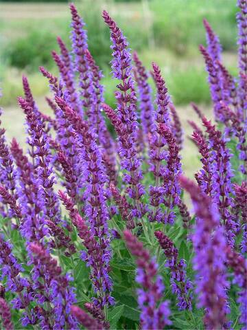 Salvia Lubeca | Bluestone Perennials