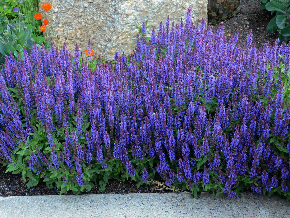 Salvia Sensation Sky Blue | Bluestone Perennials