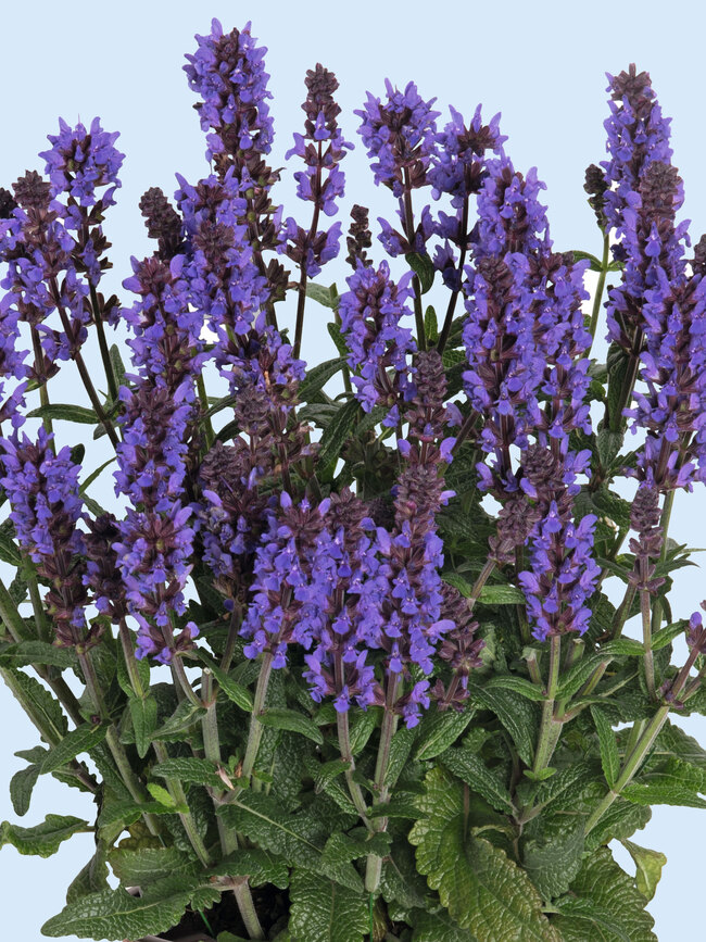 Salvia Spring King Mini | Bluestone Perennials