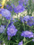 Scabiosa Butterfly-Blue