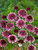 Scabiosa Beaujolais-Bonnets