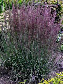 Grasses Bluestone Perennials