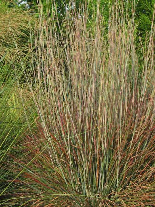 Schizachyrium Standing Ovation 