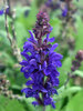 Salvia Dark Matter