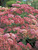 Sedum Autumn-Joy