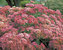 Sedum Autumn-Joy