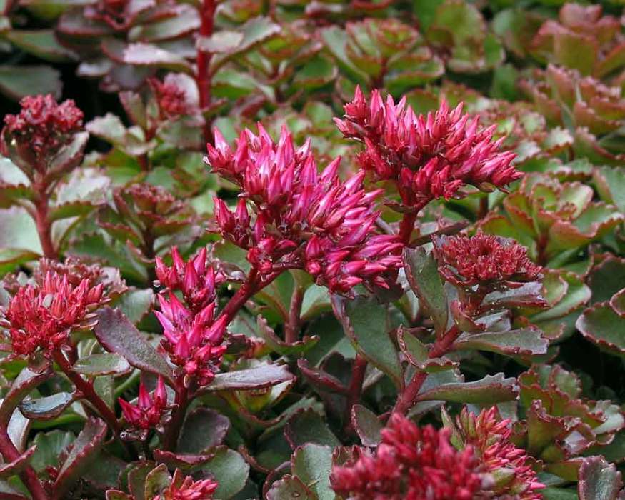 Sedum Spur. Blaze Of Fulda | Bluestone Perennials