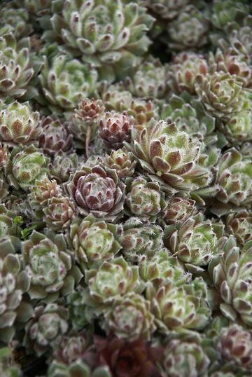 Sedum Conga Line | Bluestone Perennials