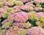 Sedum Crystal Pink