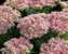 Sedum Crystal Pink