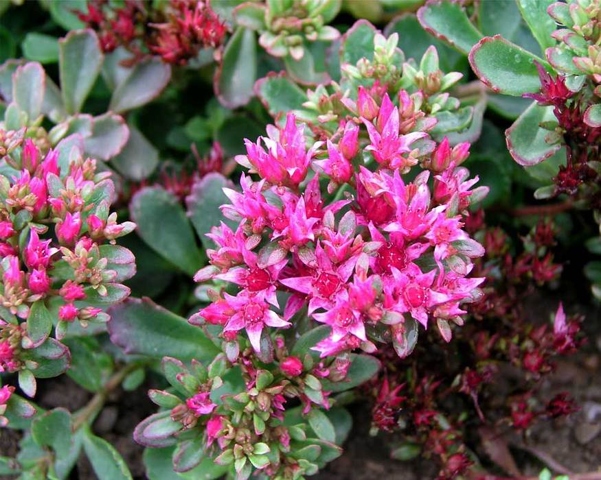 Sedum Dragon S Blood Bluestone Perennials