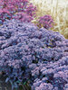 Sedum Mojave Jewels Sapphire