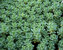 Sedum Platycladus