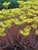 Sedum Blue-Spruce