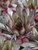 Sempervivum Red Beauty