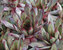 Sempervivum Red Beauty