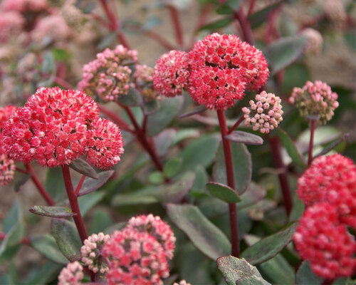 Sedum Red Cauli | Bluestone Perennials