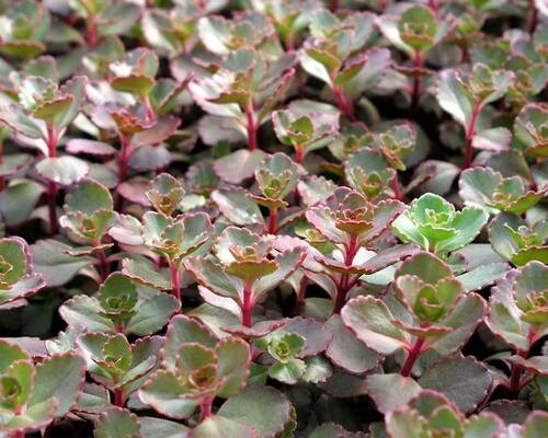 Sedum Red Carpet | Bluestone Perennials