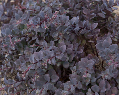 Sedum Sunset Cloud 