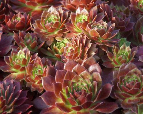 Sempervivum Sunset | Bluestone Perennials