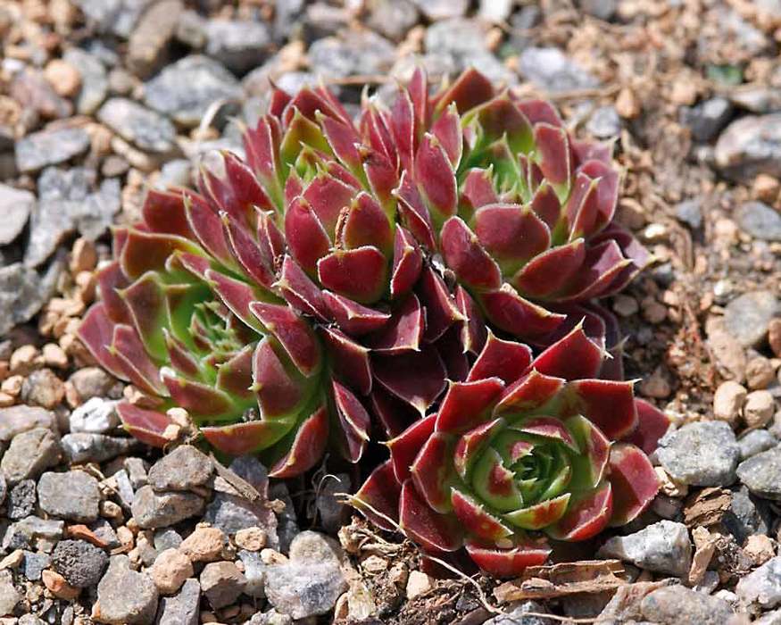 Sempervivum Sunset | Bluestone Perennials