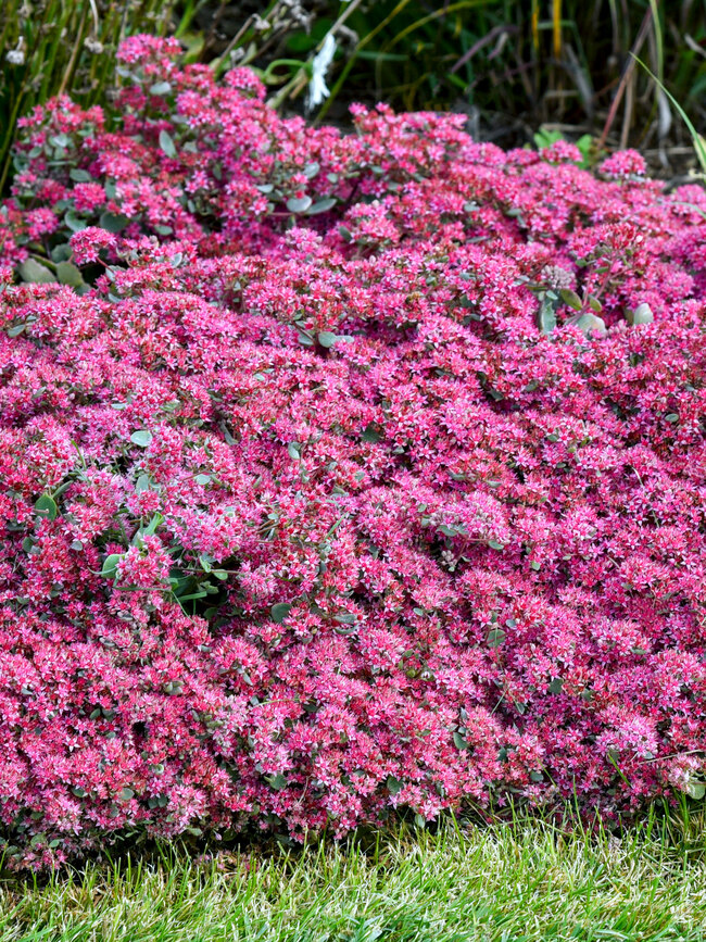 Sedum Superstar | Bluestone Perennials