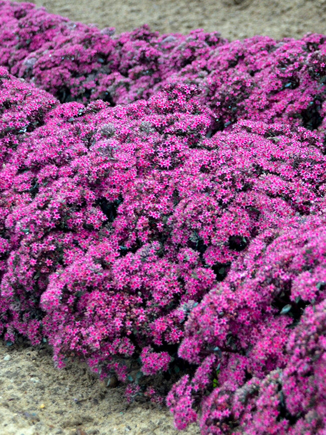 Sedum Superstar | Bluestone Perennials