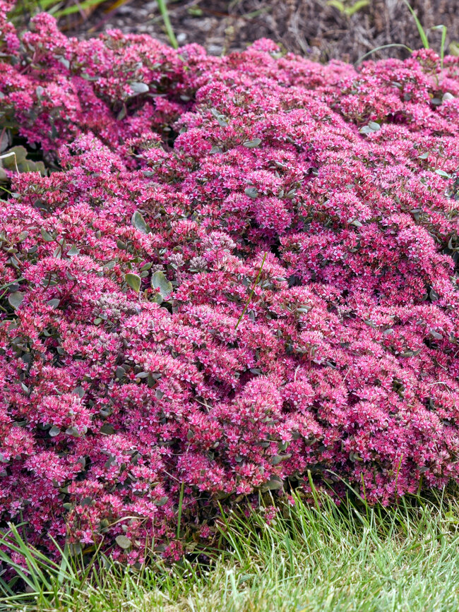 Sedum Superstar Bluestone Perennials