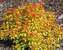 Spiraea Double Play Candy Corn