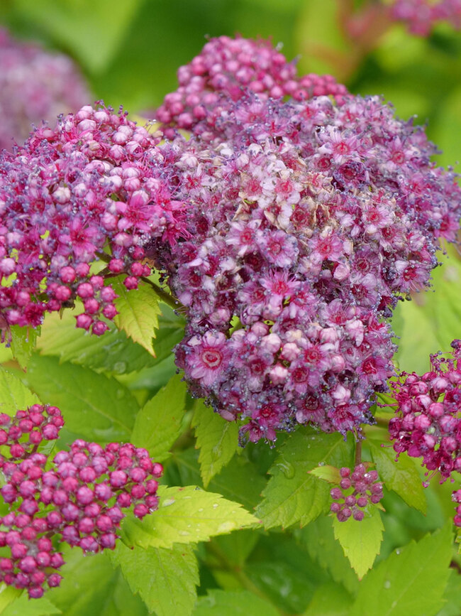 Spiraea Double Play Dolly